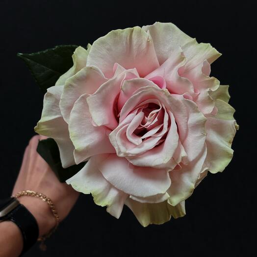 Шикарная французская роза нежно-розового цвета