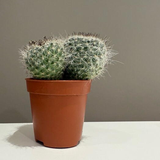 Комнатное растение Маммилярия Ханиана