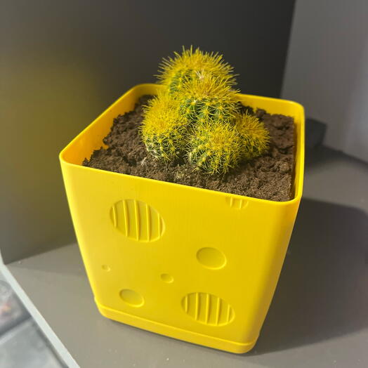 Желтый кактус 🌵