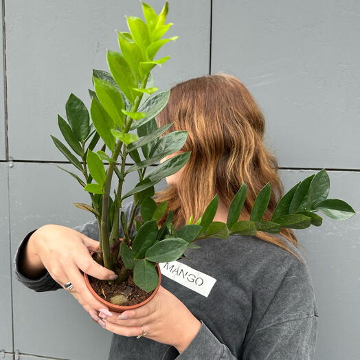 Замиокулькас