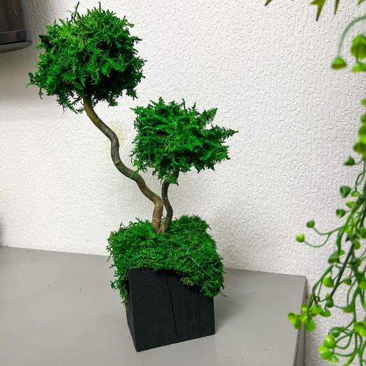 Бонсай из мха