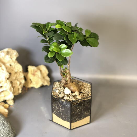 Флорариум с бонсаем old ded