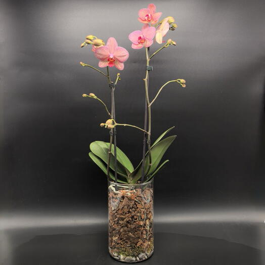Орхидея коралловая чувственная в стеклянной вазе-кашпо