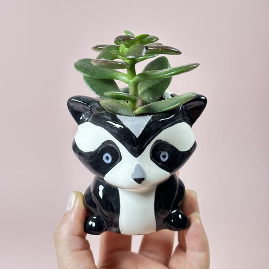 Суккулент в керамическом кашпо Енот ️