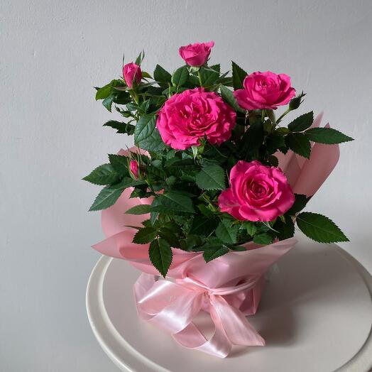 Роза в горшке розовая