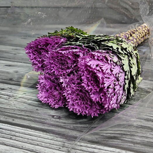 Пачка (5 шт.) Брассика 60 см Арт. Fc10066c