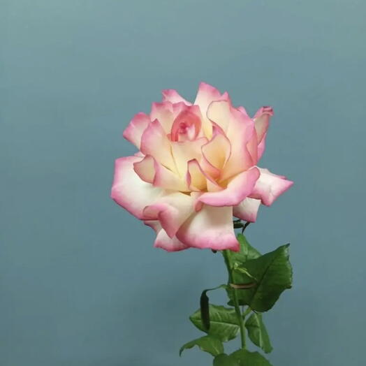 Французская Роза 🌹