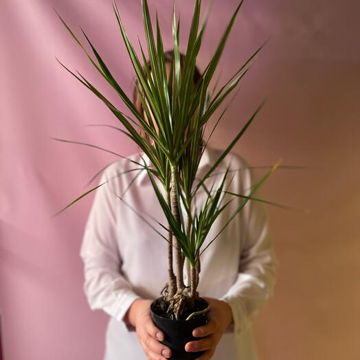Драцена Marginata