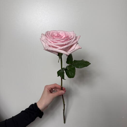 Роза Pink O Hara