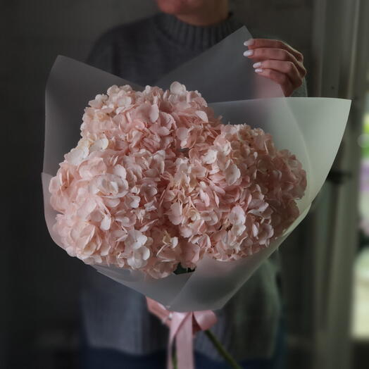 Гортензия Соло 3 (розовая) Hydrangea Solo 3 (pink)