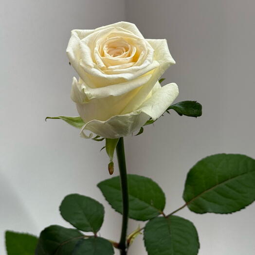 White rose