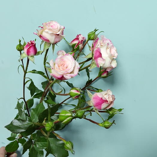 Spray Rose Pink