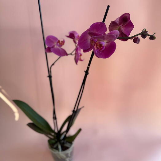 Орхидея фиолетовая