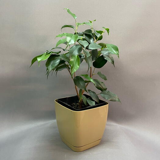 Фикус бенджамина (лат. Ficus benjamina)