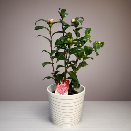 КАМЕЛИЯ (CAMELIA)