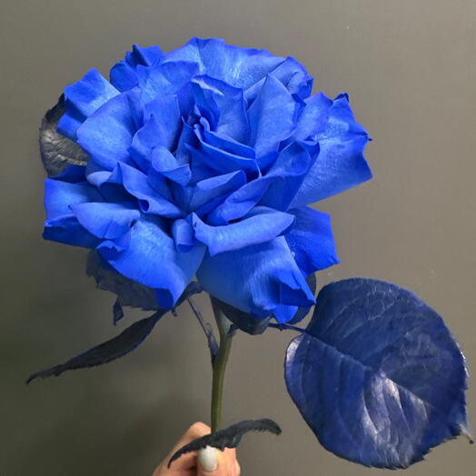 Синяя французская роза 💙
