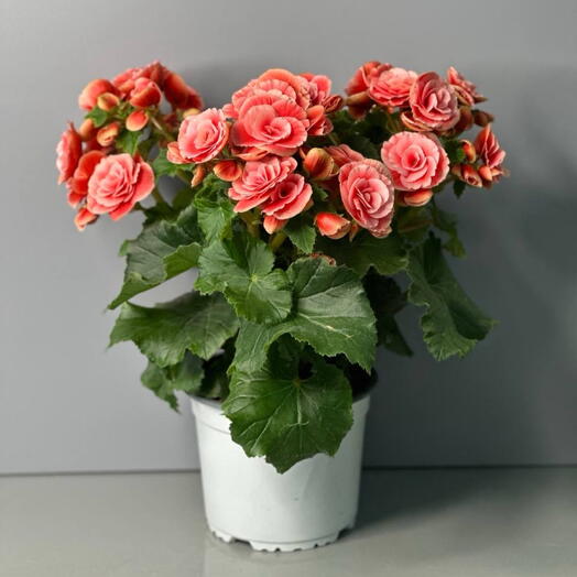 Бегония DU GEMENGD (BEGONIA)