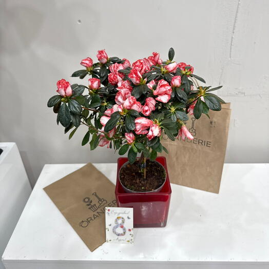 Азалия / Микс