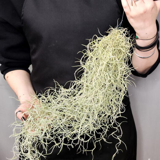 Тилландсия Уснеевидная (Tillandsia Usneoides)
