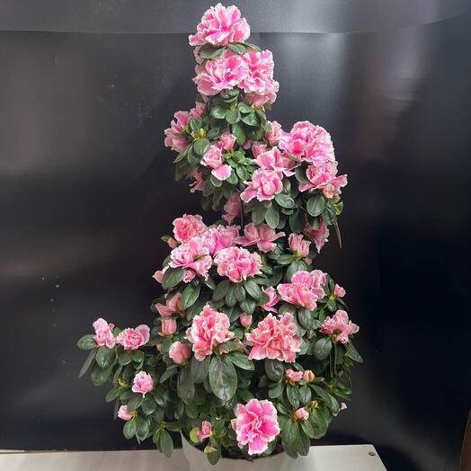 Нежно розовая азалия