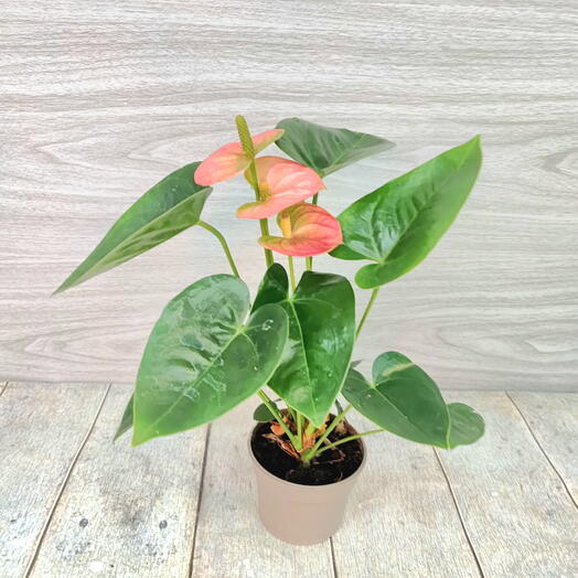 Антуриум розовый