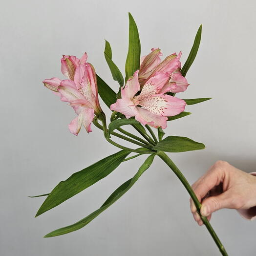 Альстромерия розовая