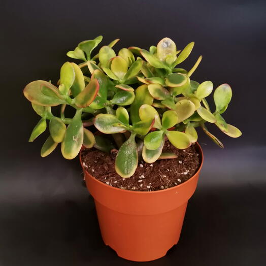 Крассула Овата Сансет Денежное дерево пестролистное (Crassula Ovata Sunset)