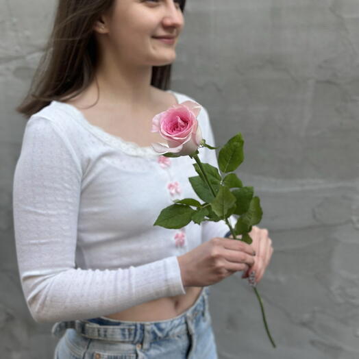 Роза Китай