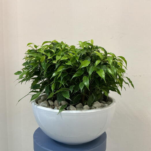 Фикус Green Kinky In