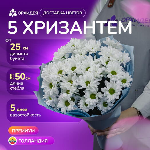 5 Хризантем "Бакарди"