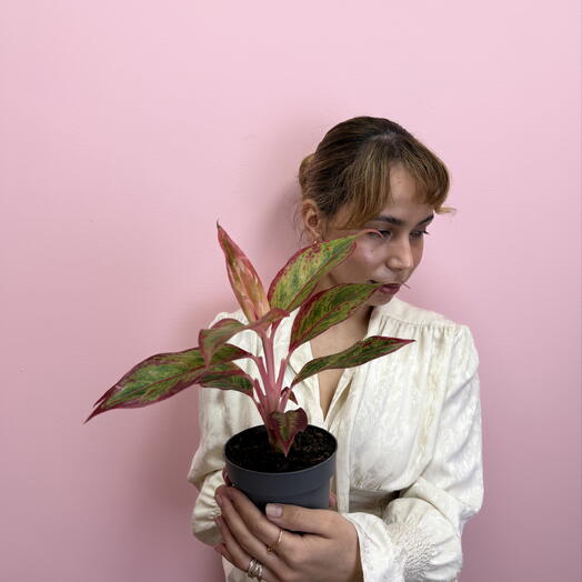 Аглаонема jungle red🌿
