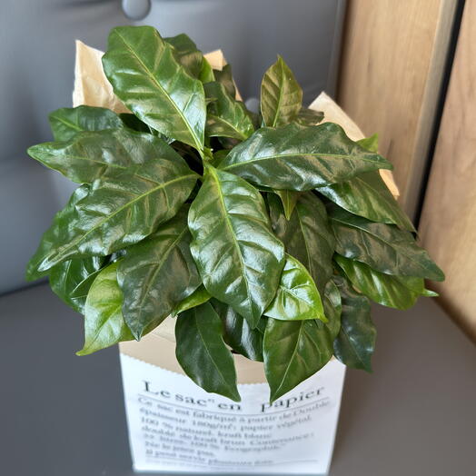 Кофейное дерево в кашпо🌿