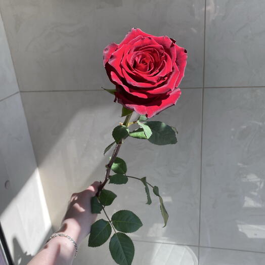 Красная Роза 🥀 60 см