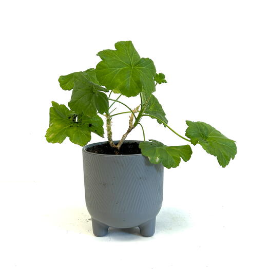 Пеларгония (Pelargonium) в кашпо из лозы ручной работы