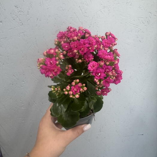 Каланхое