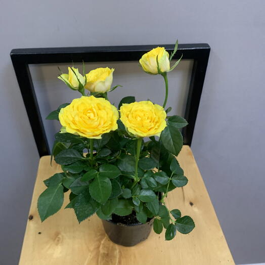 Миниатюрные комнатные розы (Rosa) желтые цвет