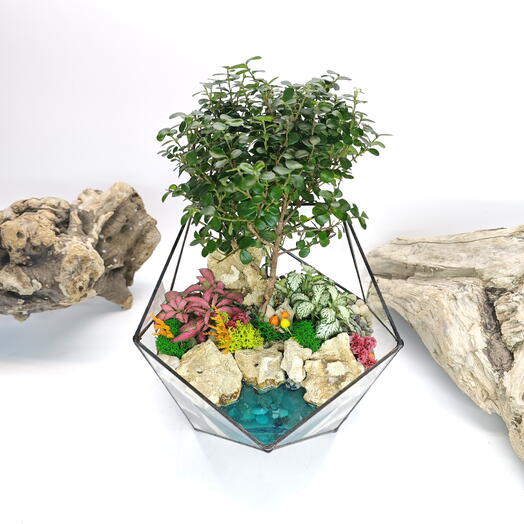 Bonsai Myrsina Africana with a lake in the florarium Icosahedron 18cm