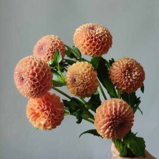 Терракотовые георгины 7🧡