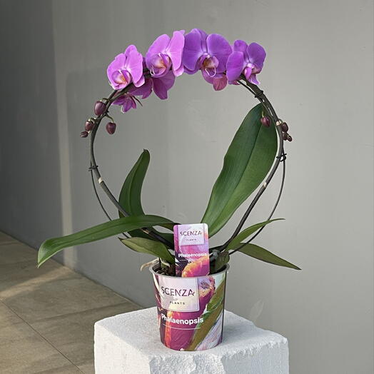 ORCHID WING PINK  премиум орхидея фаленопсис на дуге 2-ствольная