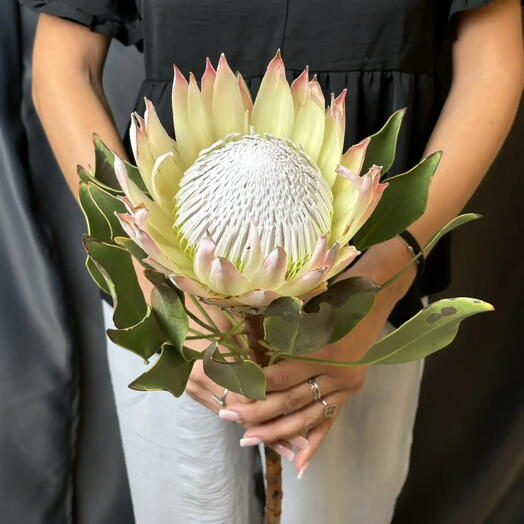 Protea rosa