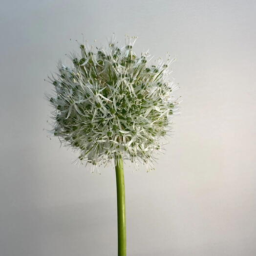 Аллиум Маунт Эверест / Allium Mount Everest
