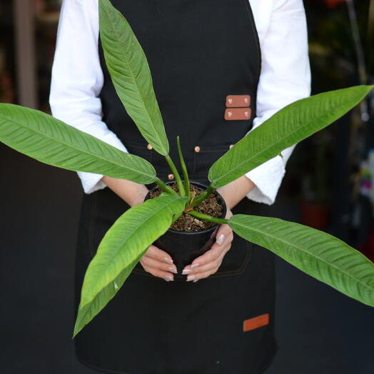 Филодендрон Кампи (Philodendron campii)