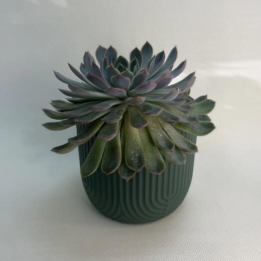 Эхеверия Элеганс / Echeveria elegans
