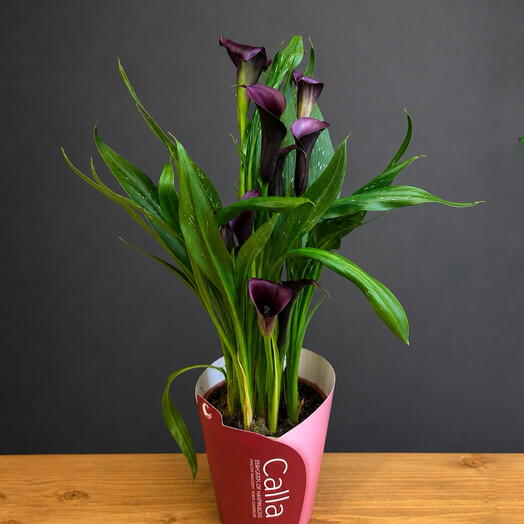 Калла «Lily»