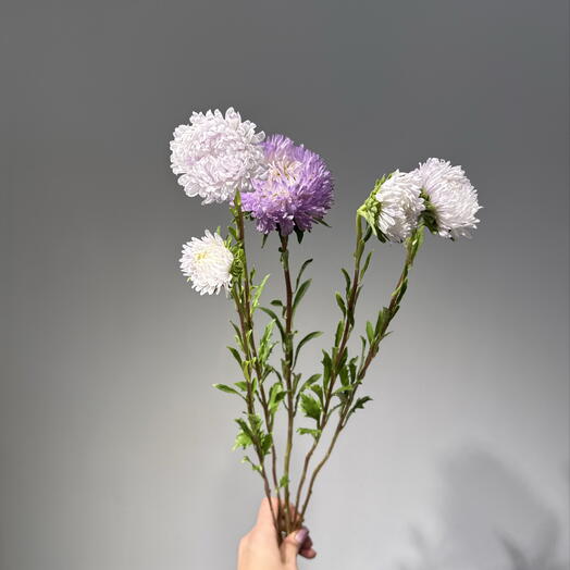 астра фиолетовая