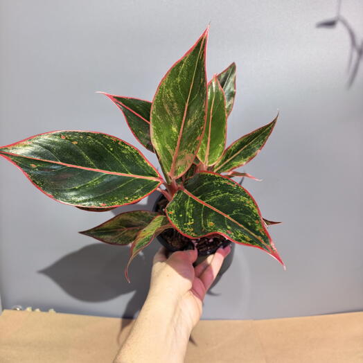 Аглаонема крит флейм aglaonema crete flame