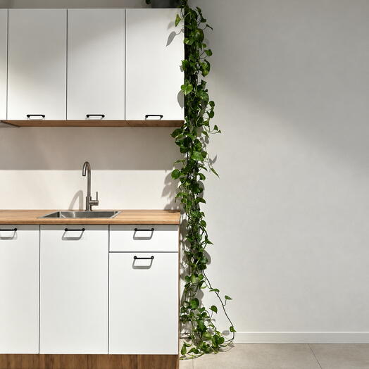 Epipremnum Aureum подвесной