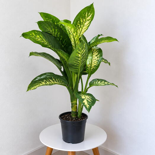 Dieffenbachia ‘Tropic Snow  – Lush Tropical Foliage