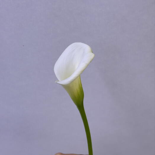 Калла белая