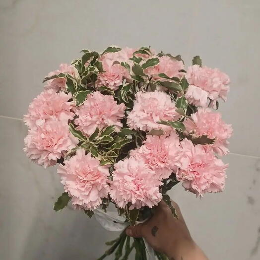 Нежные диантусы под ленту